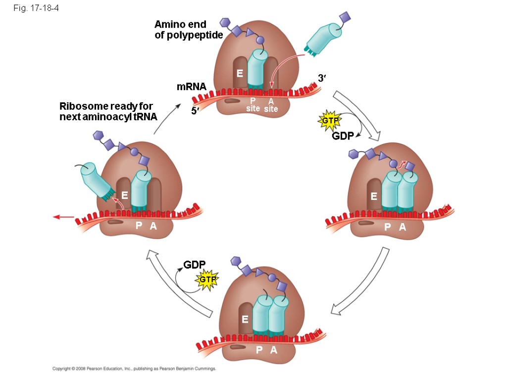 Fig. 17-18-4 Amino end of polypeptide mRNA 5 3 E P site A site